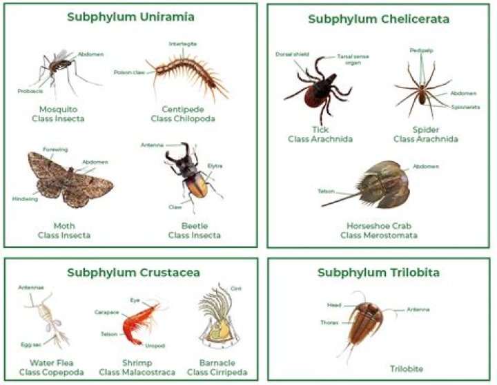 What is the importance of phylum Arthropoda?