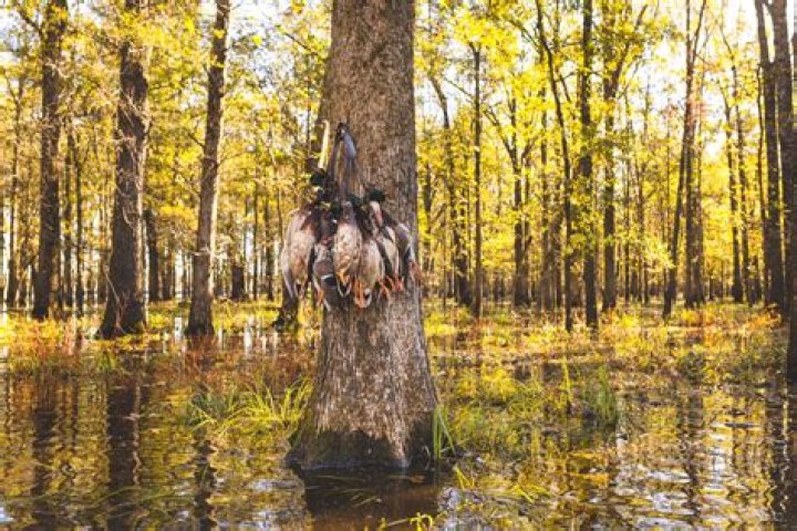 What is the largest WMA in Arkansas?