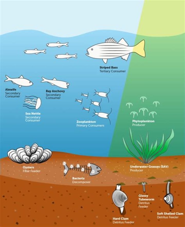 What is the top consumer in the ocean?