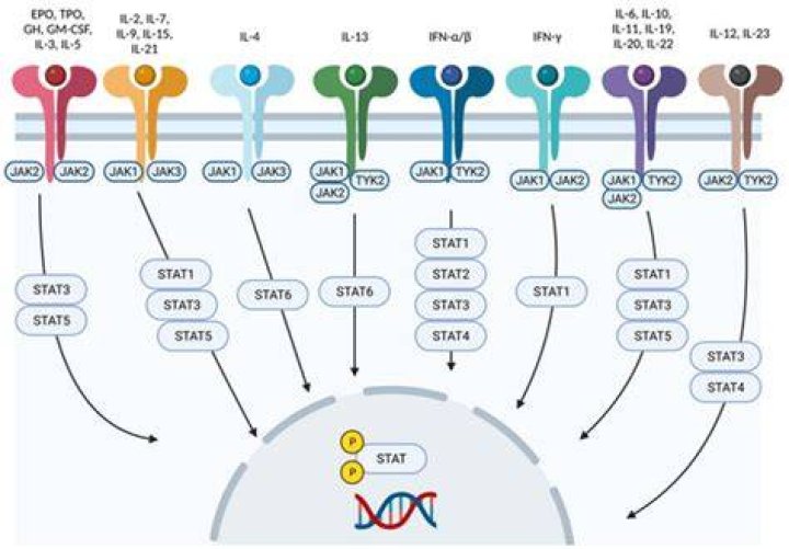 What is TYK2 enzyme?