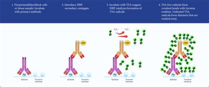 What is tyramide signal amplification?
