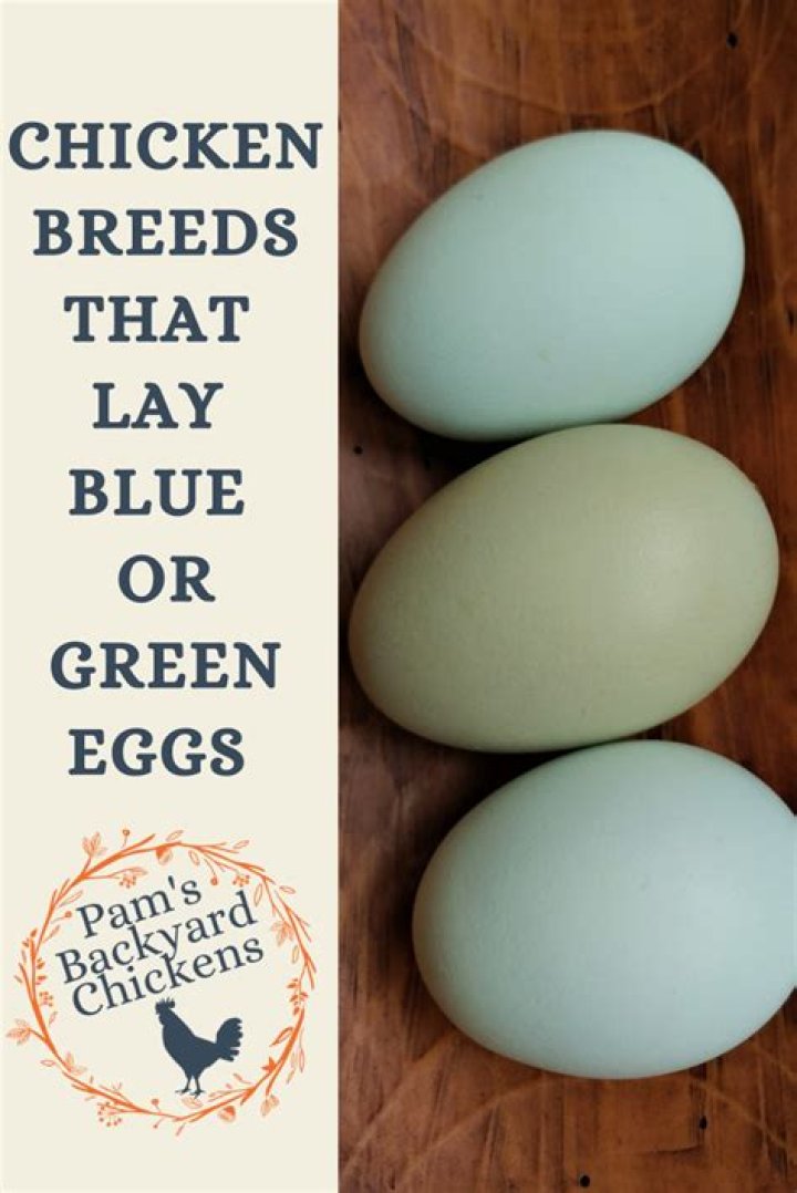 What kind of chicken lays greenish blue eggs?