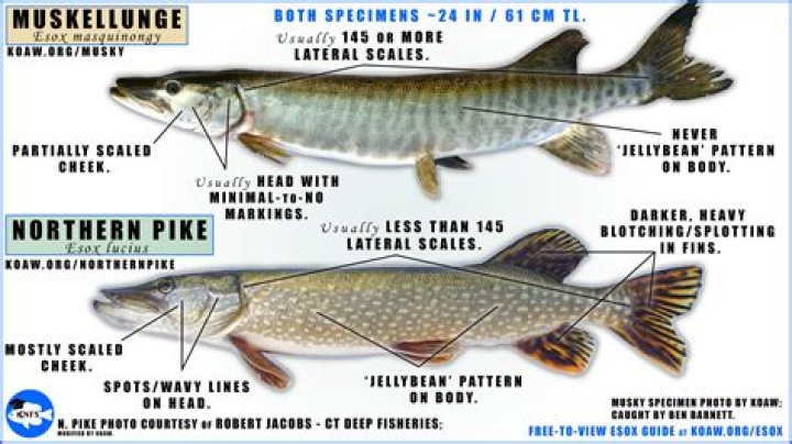 What kind of fish are in Pike Lake in Warsaw Indiana?