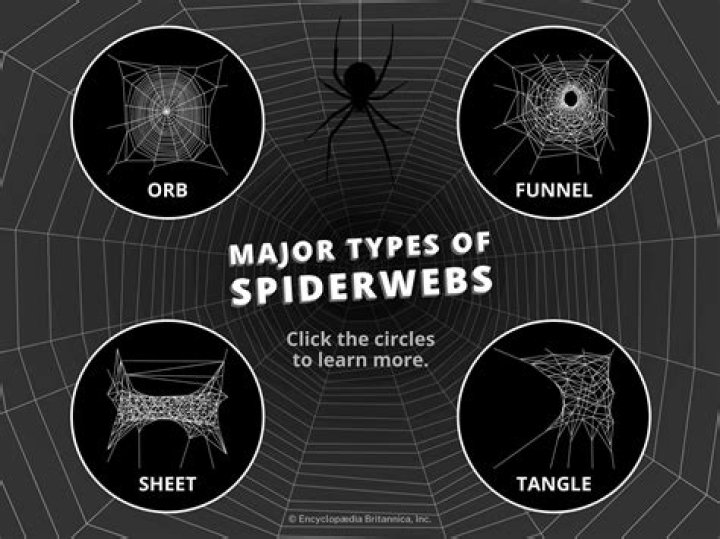What kind of spider makes a vertical web?