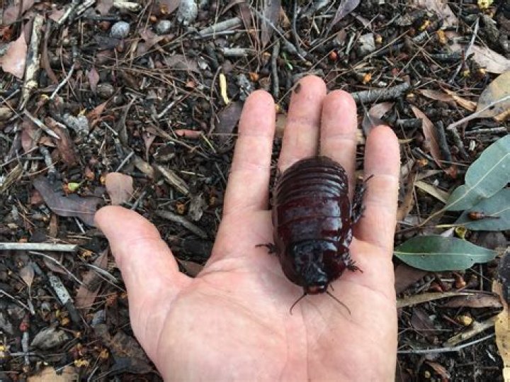 What looks like a giant cockroach?