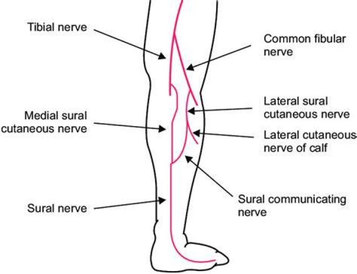 What nerve runs through the calf?