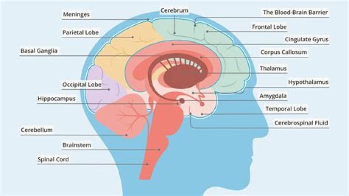 What part of the brain is active when we dream?