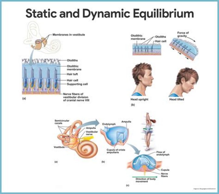What part of the ear is responsible for dynamic equilibrium?