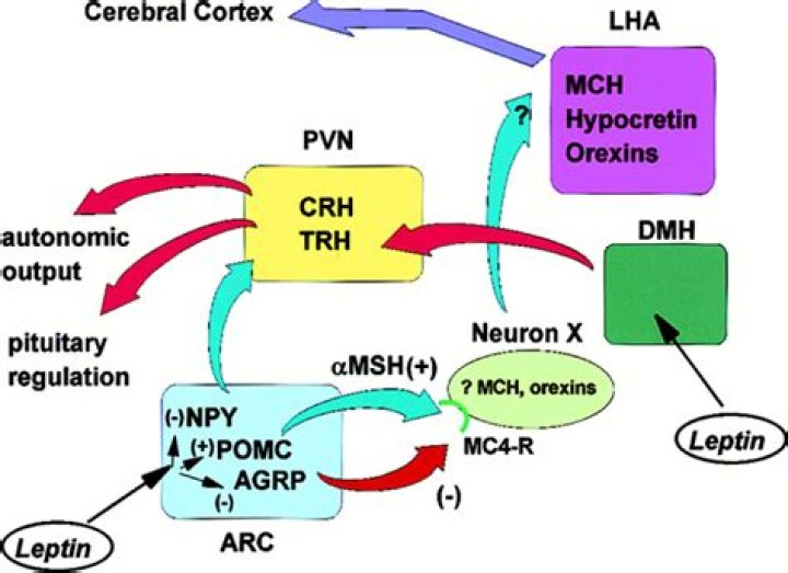 What role does the mc4 receptor play in regulation of hunger?