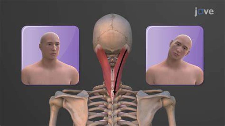 What type of muscles are present in sphincter?