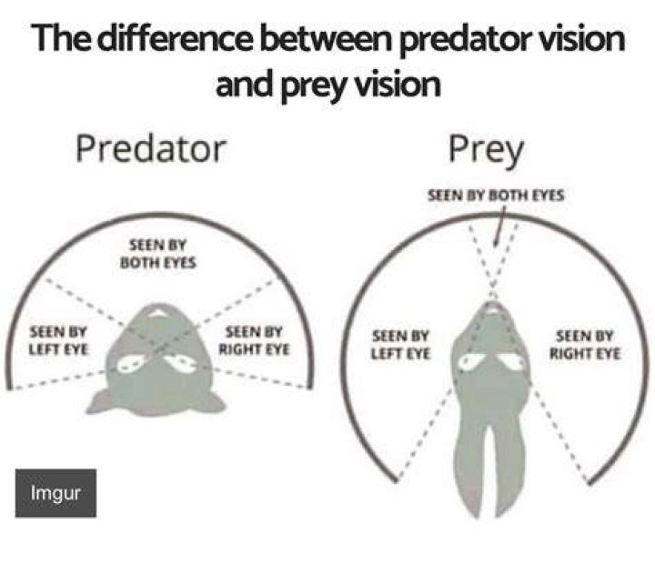 What type of vision does prey have?