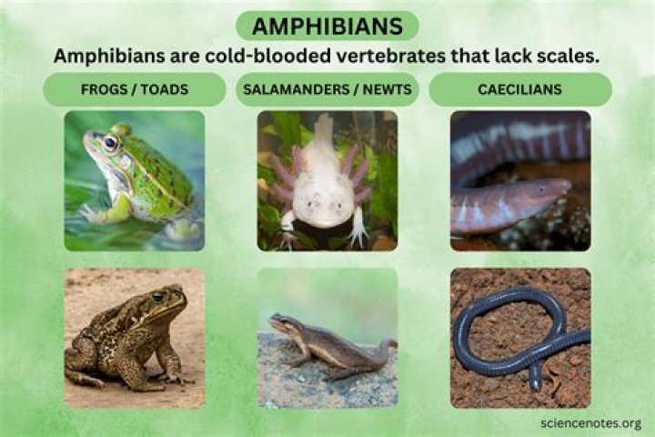 What value do amphibians have?