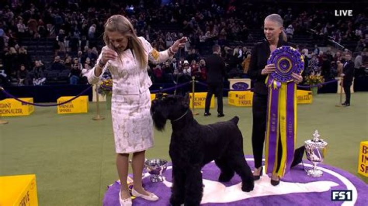 What were the results of the Westminster Dog Show?