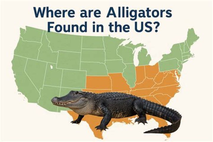 Where are alligators in the food chain?