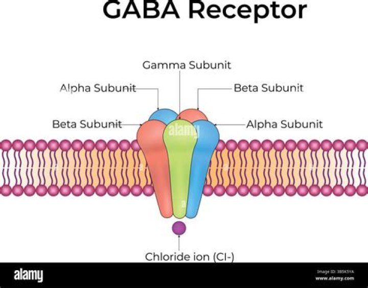 Where are Fc gamma receptors located?