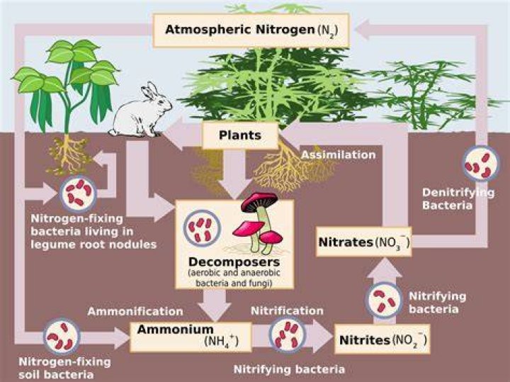 Where does nitrogen fixation occur?