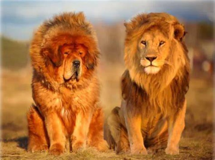 Which breed of dog looks like a lion?