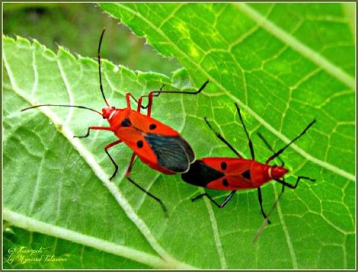 Which is the scientific name and family of red cotton bug?