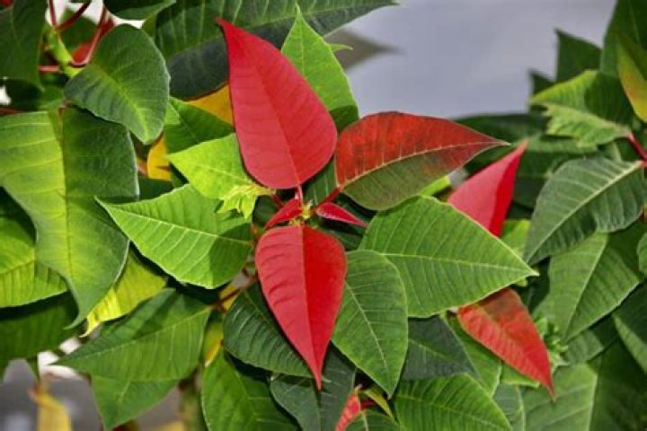 Which plant does not have green leaves?