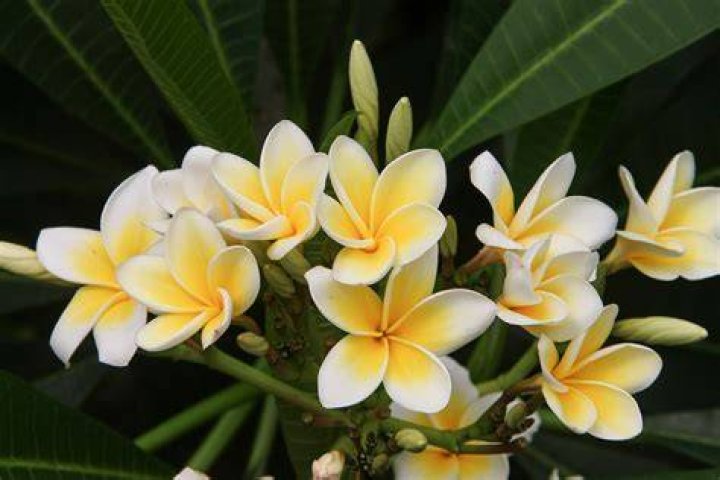 Which plumeria is the most fragrant?