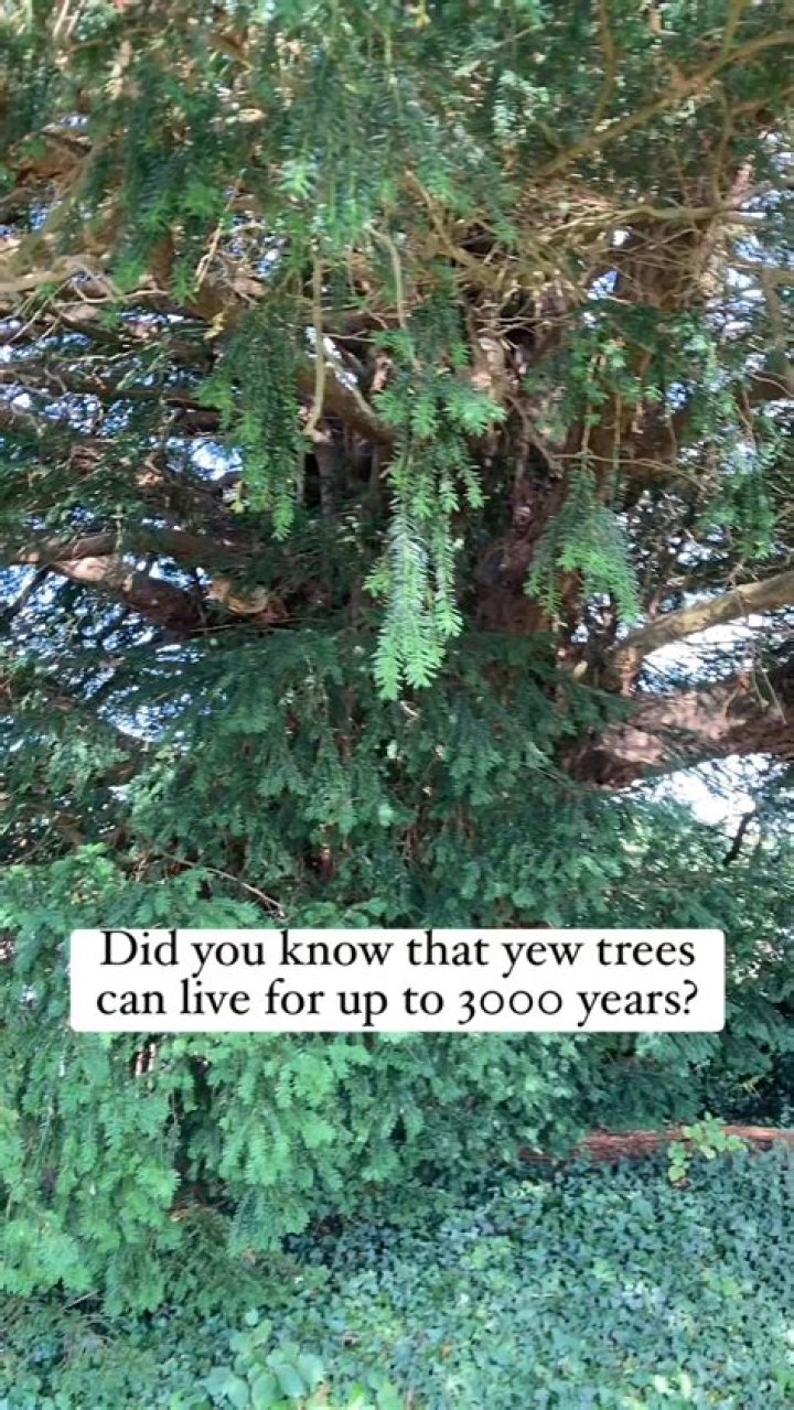 Which tree can live for 500 years?