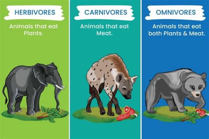 Who eats plants and animals?