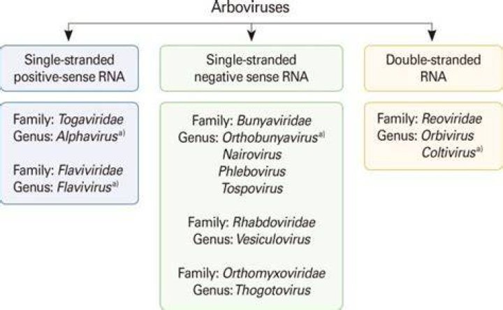 Why are arboviruses called arboviruses?