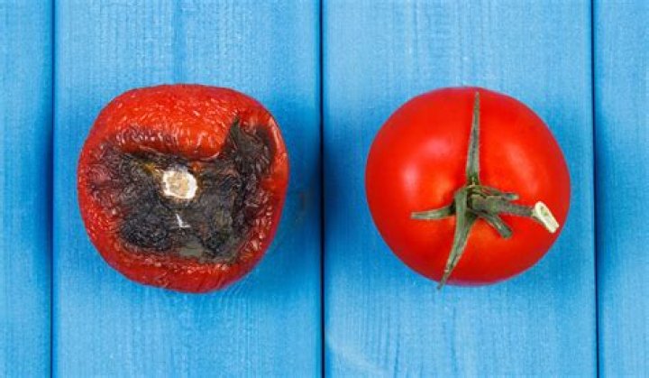 Why are fresh tomatoes bad for you?