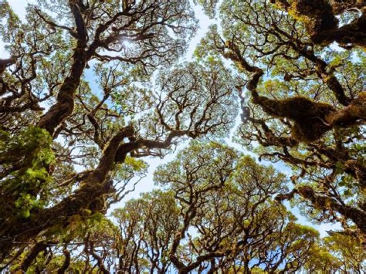 Why do trees do crown shyness?