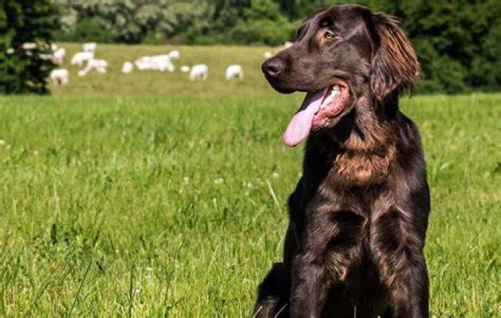 Why flat coated retrievers are the best?