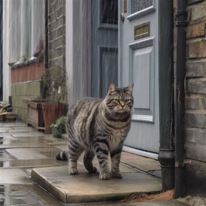 Will a cat try to find its way back home?